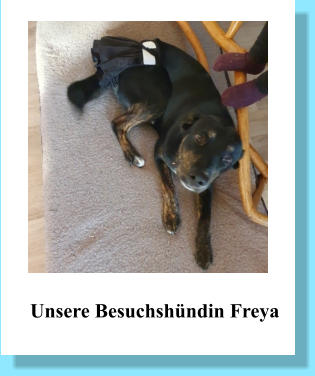 Unsere Besuchshündin Freya